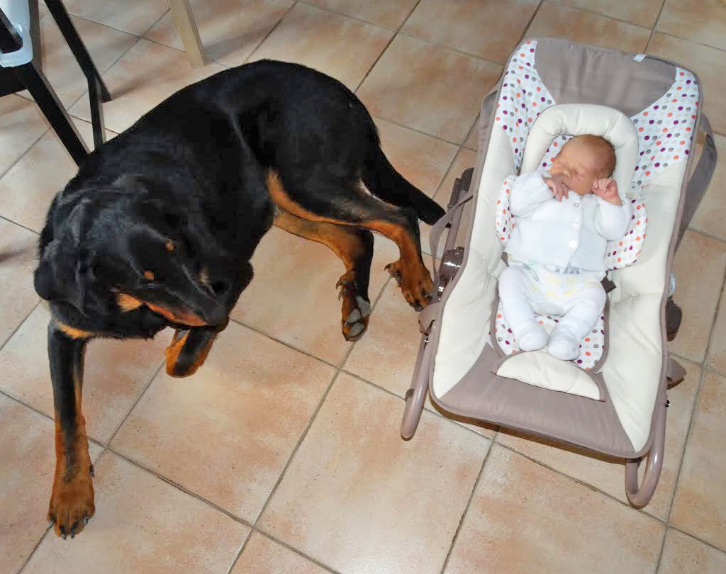 domainedelalicorne.fr photo chien beauceron photo chiot beauceron Elevage de beauceron chiot beauceron pure race élevage du clos de la licorne elevage des gardiens de la licorne elevage beauceron noir et feu authentique gros gabarits élevage de Beauceron familial sérieux et qualité domainedelalicorne.fr suivi des chiots conseil d’éducation chiot propre bas rouge santé caractère spécialiste du beauceron noir et feu ou arlequin chien rustique berger de France  nos chiots sont élevés avec amour et attention notre passion au service de la qualité Beauceron de qualité et sportif domaine de la licorne 04380 BARRAS élevage en liberté éleveur berger de beauce élevage de beauceron de travail 06 11 20 51 93 site domainedelalicorne.fr mail domainedelalicorne@gmail.com